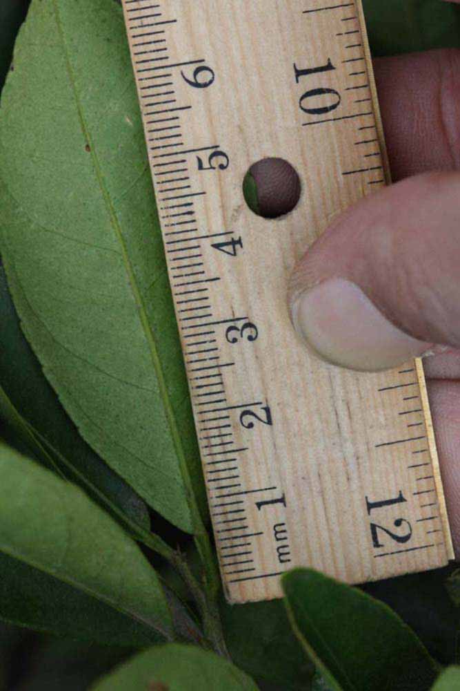              Unifoliolate leaf (Riverside, CA)       